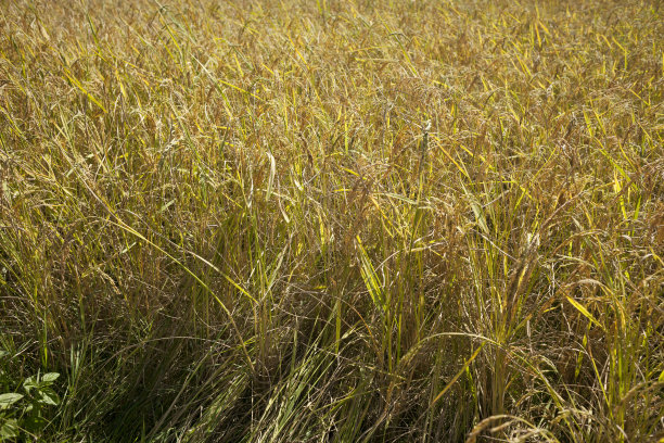 金色的稻田图片下载