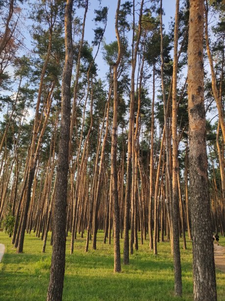 美丽的森林，松树间的夕阳图片下载