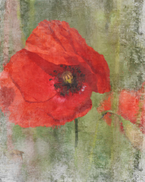 红罂粟照片，油画风格，花卉摄影，墙壁艺术，家庭装饰图片下载