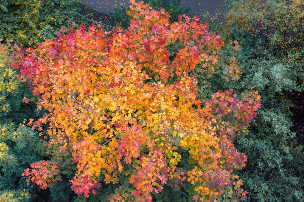 有培植叶子的枫树，鸟瞰图图片下载