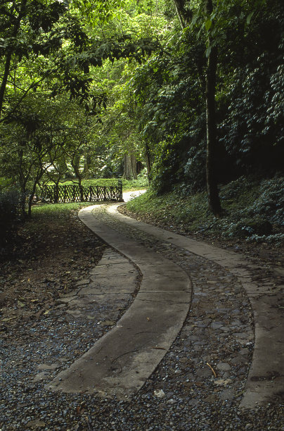 穿过雨林的小路图片下载