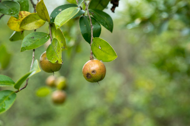 成熟的山茶籽树上结满了果实图片下载