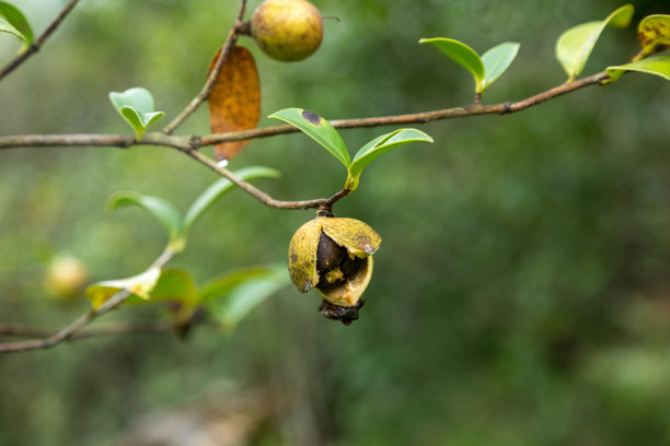成熟的山茶籽树上结满了果实图片下载