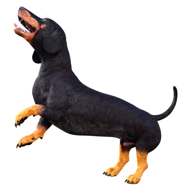 3D插图腊肠犬在白色图片下载