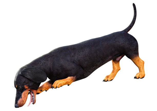 3D插图腊肠犬在白色图片下载