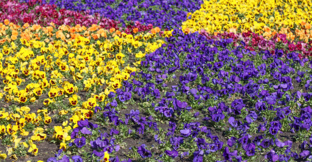 花坛里盛开的紫罗兰。图片下载
