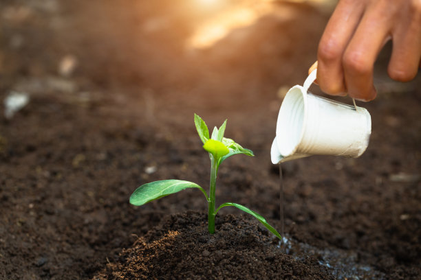 46、浇了树苗的女人，将成为茁壮的大树。世界环境日的理念，关爱幼苗成长，保护世界，植树减少全球变暖。生态。图片下载