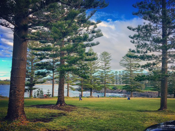 海滩旁的树林图片下载