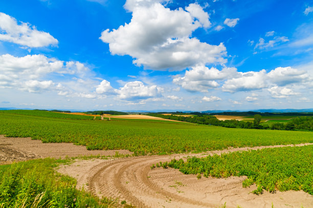 夏天去北海道。图片下载