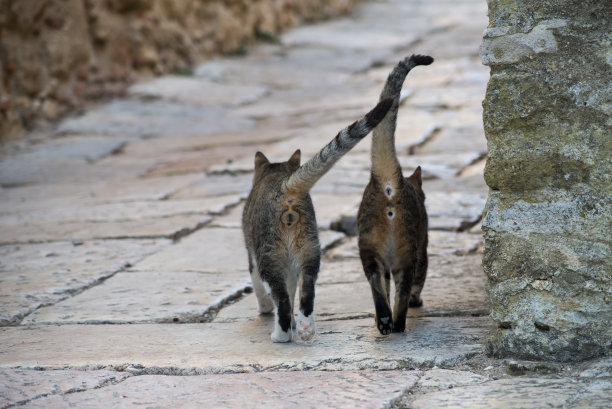 两只脱光的猫走在街上的后视图图片下载