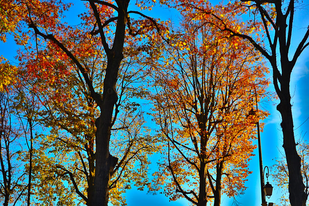 红色的树叶图片下载