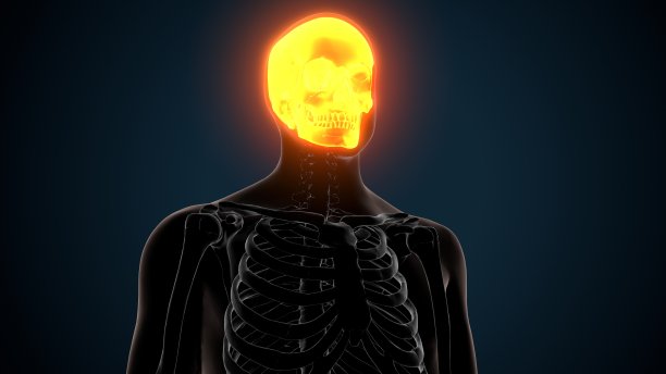 人体骨骼颅骨解剖的3d渲染图片下载
