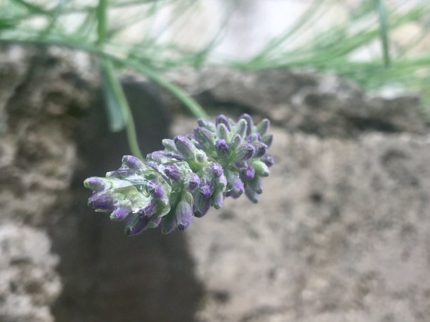 薰衣草的梦想图片下载