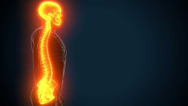 包括颅骨、脊柱和肋骨解剖学。图片下载