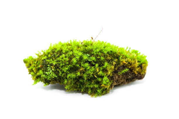 绿色鲜亮的苔藓生长在一块旧的腐烂的木头上，孤立在白色的背景上图片下载