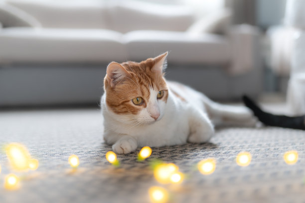 棕色和白色的猫坐在枕头上玩一串led灯图片下载