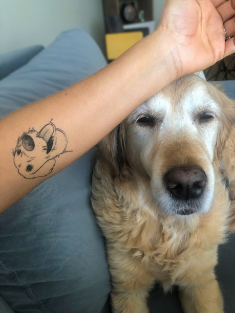 可爱的金毛寻回犬，在主人的手臂上有纹身图片下载