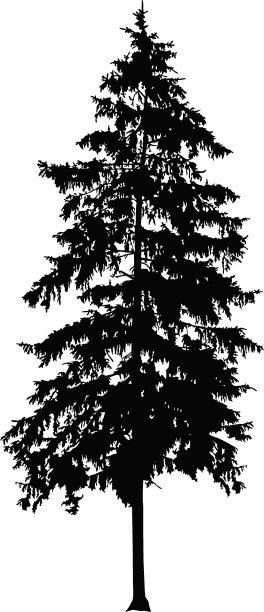 松树的剪影。图片下载