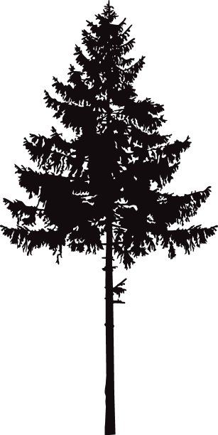 松树的剪影。图片下载
