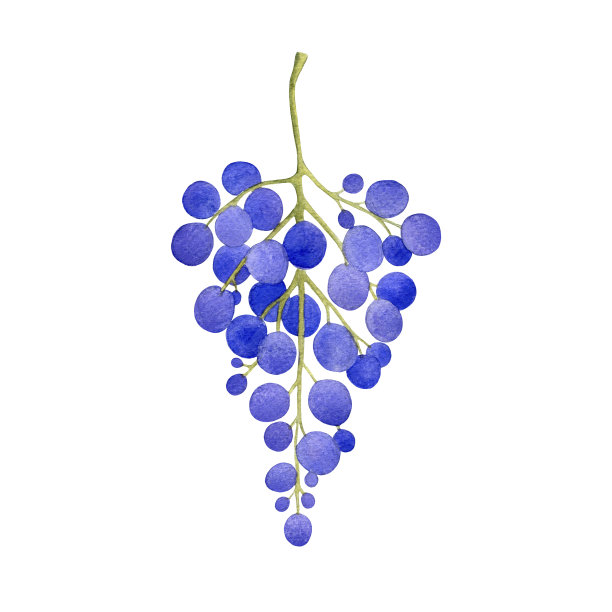 水彩葡萄束孤立在白色的背景图片下载