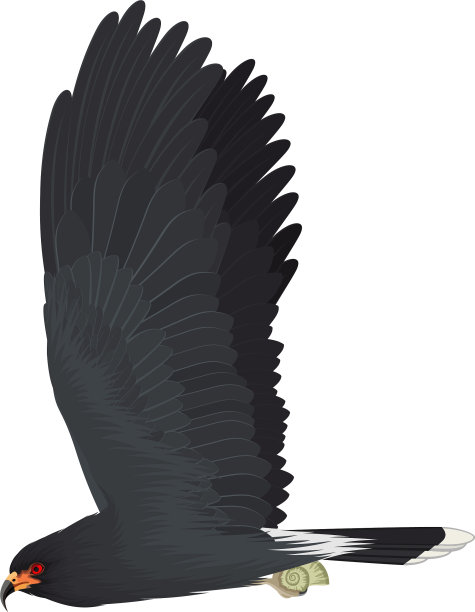 载体濒危蜗牛风筝插图图片下载