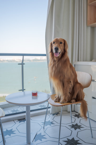 金毛猎犬坐在椅子上喝茶图片下载