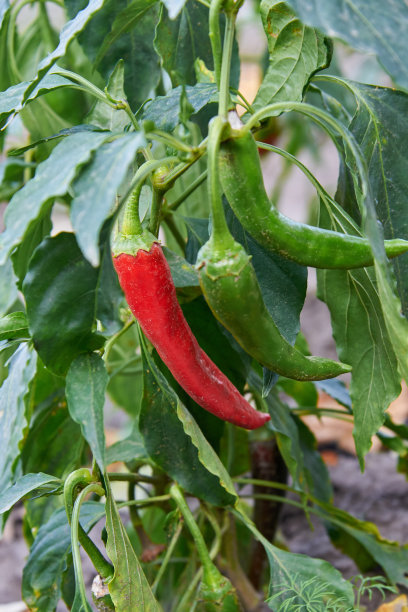 红辣椒和绿辣椒生长在灌木上。图片下载