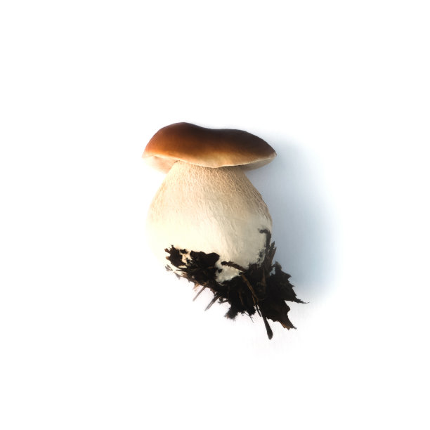 牛肝菌在白色的背景。图片下载