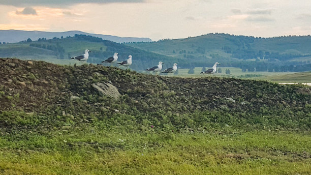 在秋天昏暗的早晨，成群的湖海鸥。几只海鸥正坐在草地上图片下载