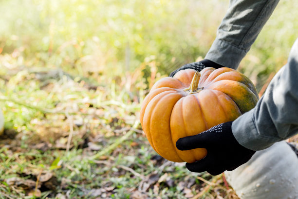 在秋收的日落时分，一名戴着手套的男子在田里举着一个黄色的南瓜。南瓜补丁。感恩节快乐和万圣节的象征。副本的空间。图片下载