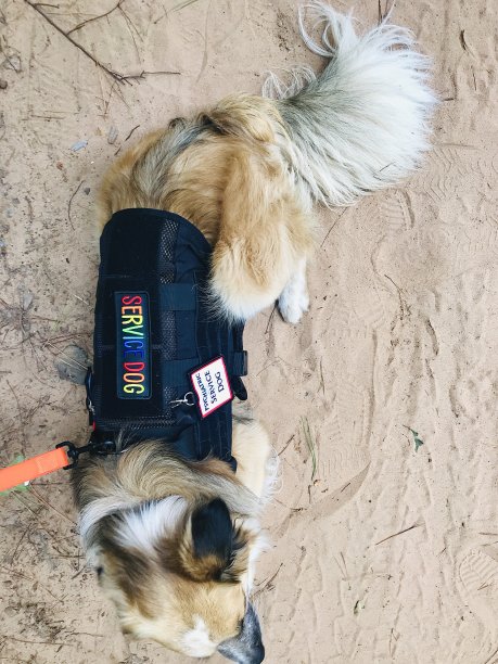 精神健康服务的狗在户外工作图片下载