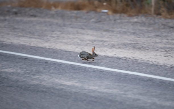 大野兔在路上奔跑图片下载