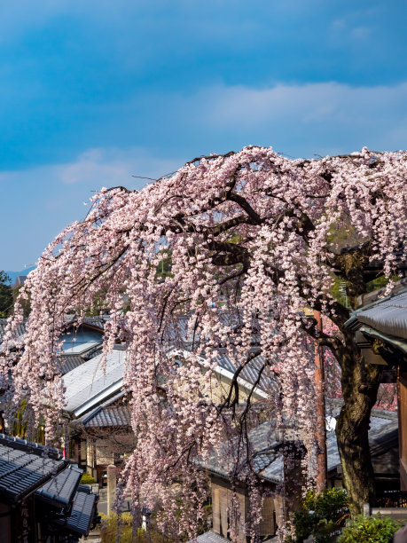 春景在京都三坂坡图片下载
