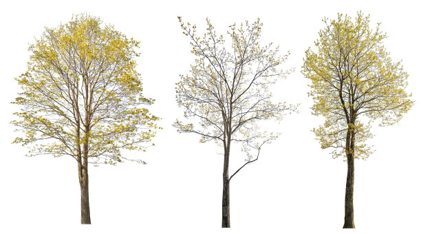 春天白色的三棵枫树盛开图片下载