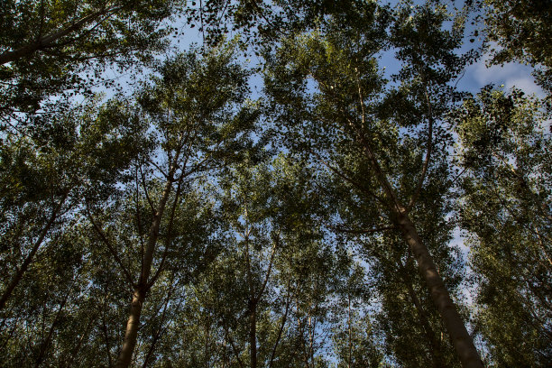 秋日中午，桦树人工林图片下载