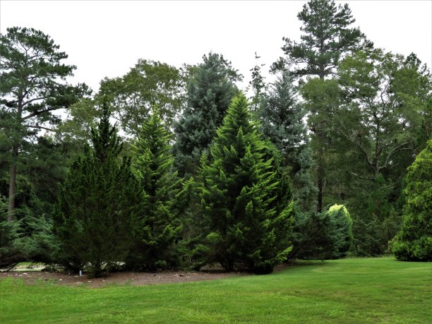 米列奇维尔佐治亚州雪松和冷杉图片下载