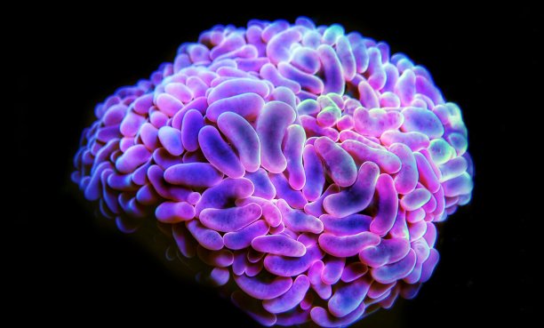 色彩斑斓的场景在水族馆与大戟彩色珊瑚图片下载