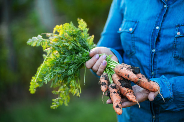 一个女人手里拿着一根鲜胡萝卜。图片下载