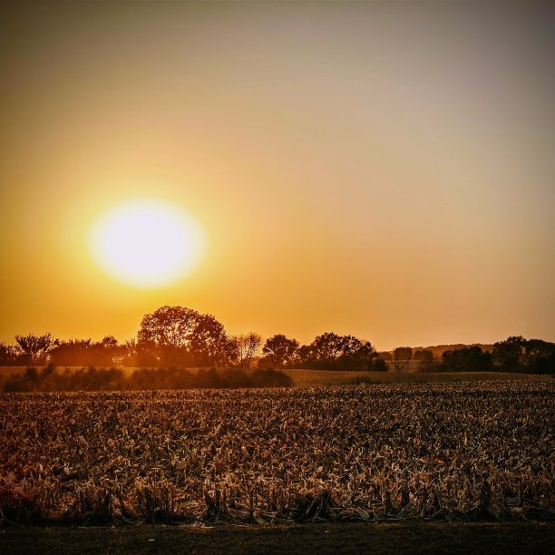 燃烧的玉米地图片下载