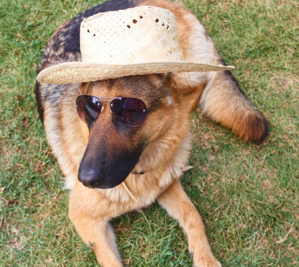 戴眼镜和帽子的德国牧羊犬图片下载