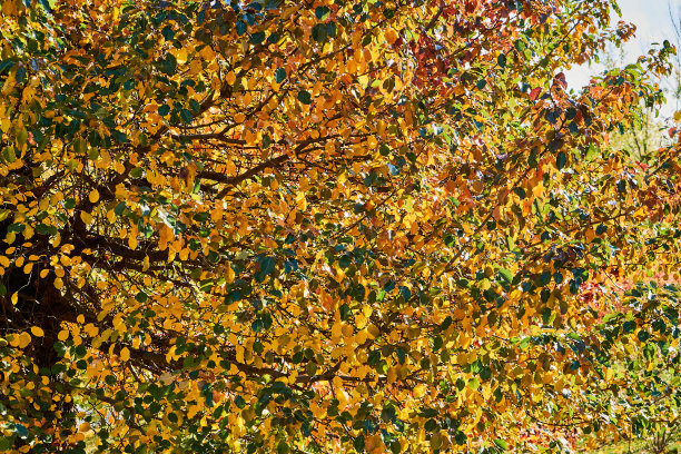 一根白杨树树枝上的黄叶填满了整个框架。秋天的落叶模式。图片下载