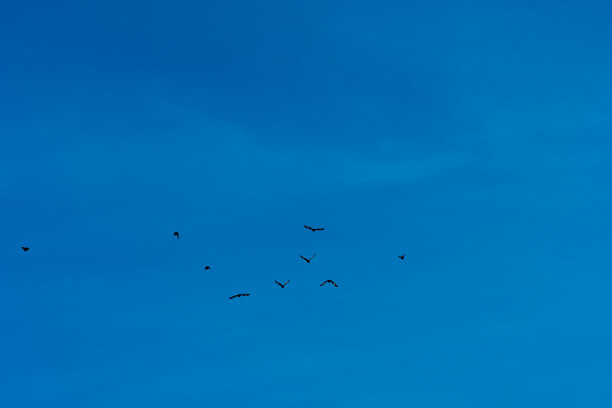 蓝天被鸟群环绕着。图片下载