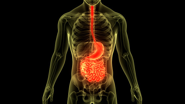 人体消化系统胃与小肠解剖图片下载
