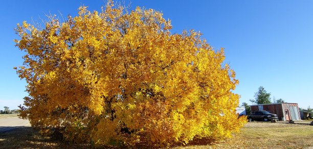 落在草原上图片下载