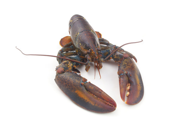 新鲜的生美国龙虾孤立在白色背景图片下载