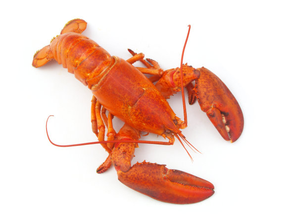 煮熟的美洲龙虾孤立在白色背景图片下载