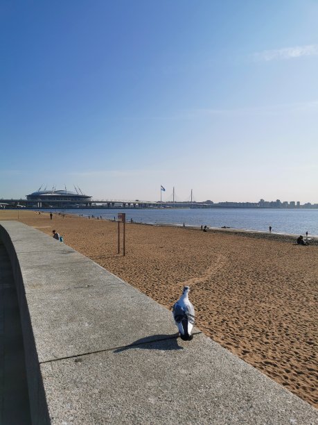 在圣彼得堡300周年纪念公园里，一只鸽子站在芬兰湾岸边的花岗岩堤岸上，背景是晴空万里的蓝天图片下载