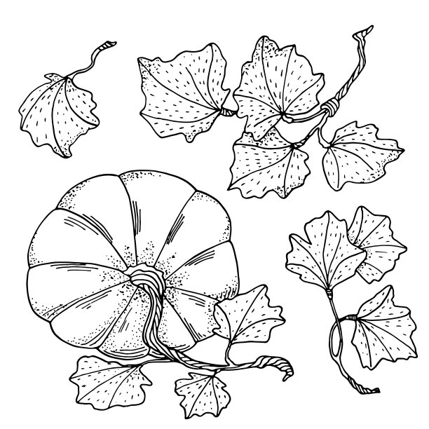 轮廓向量南瓜与叶集。手绘黑色轮廓葫芦孤立在白色的背景。收集秋天的蔬菜，用于卡片，着色书，装饰。图片下载