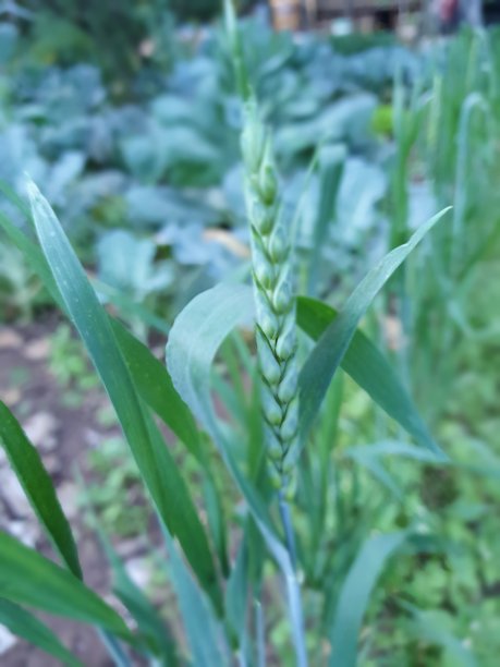 简单的生活图片下载