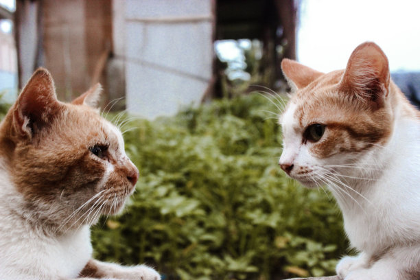 猫的脸图片下载